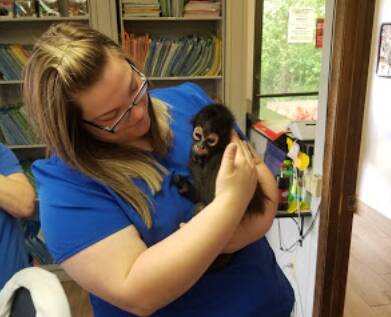 Greenbrier Animal Clinic Services