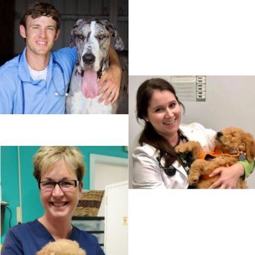Midway Animal Clinic Doctors