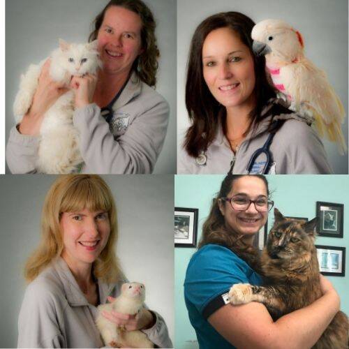 Burlington Animal Clinic Doctors