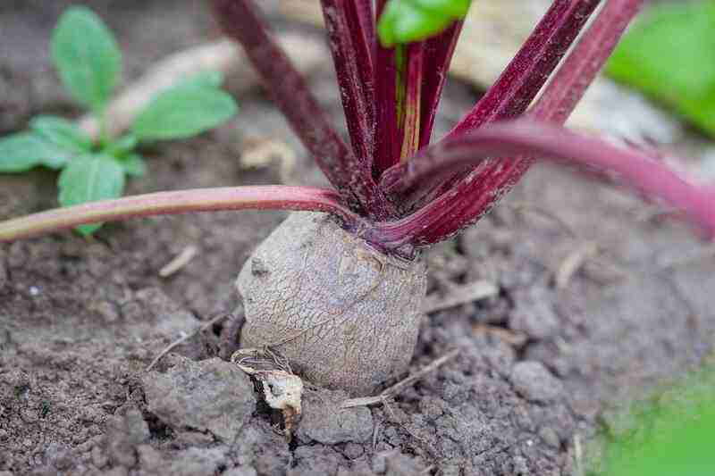 Are Beets Good for Diabetes