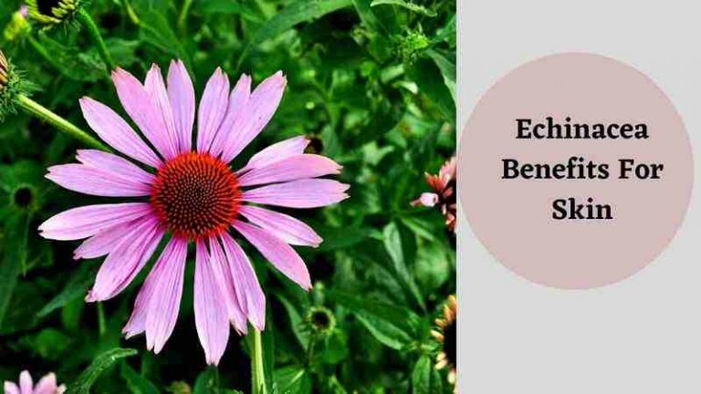 Echinacea Benefits For Skin