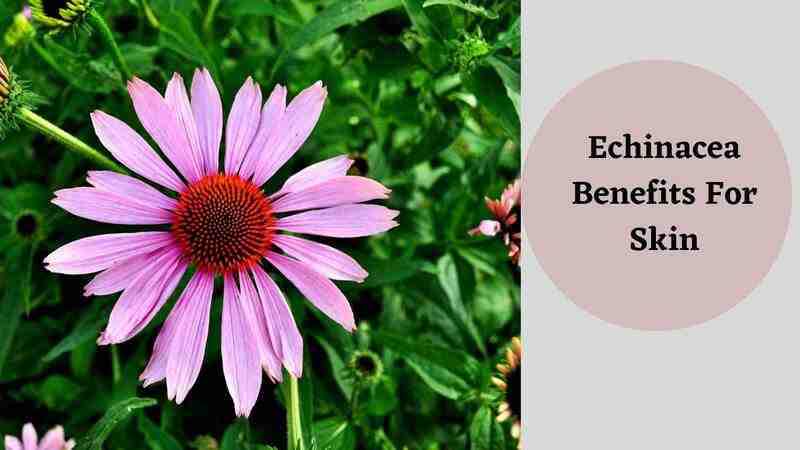 Echinacea Benefits For Skin