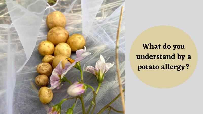 Potato Allergy
